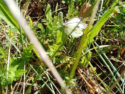 Photo of Large White (Pieris brassicae)