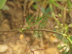 Cyclospermum leptophyllum