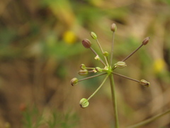 Cyclospermum leptophyllum