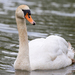 Mute Swan - Photo (c) Mark Sikking, some rights reserved (CC BY-NC-ND), uploaded by Mark Sikking