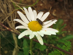 Asemosyrphus mexicanus