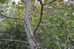 Platanus mexicana