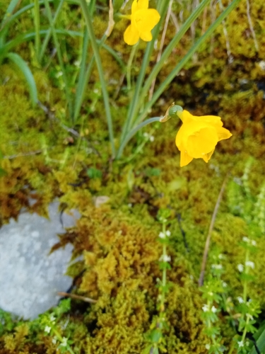 Narcissus calcicola, photograph 5