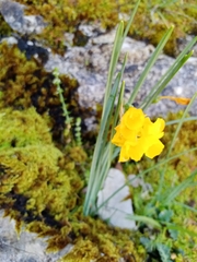 Narcissus calcicola, photograph (c) Pedro Eça, some rights reserved (CC BY)