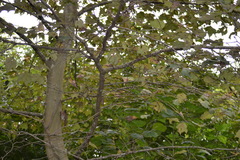 Platanus mexicana