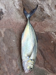 Caranx caballus