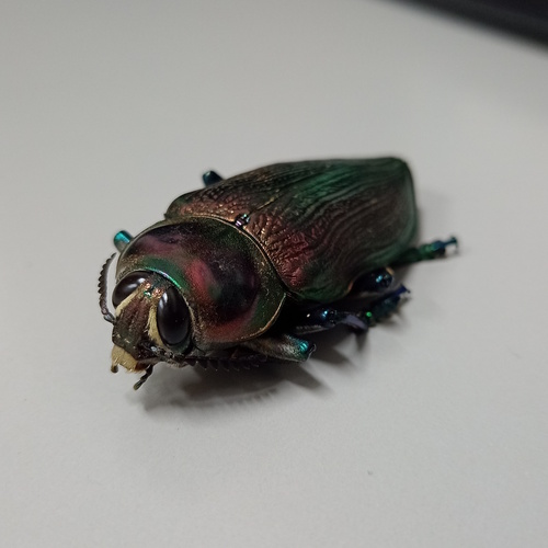 Ceiba Borer photo 4