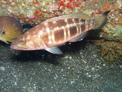 Serranus atricauda