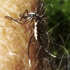 Psorophora longipalpus