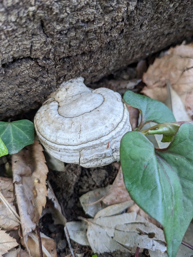 Ganoderma applanatum · April 2023 · photo: © munenori_yamakawa (iNaturalist, cc-by)