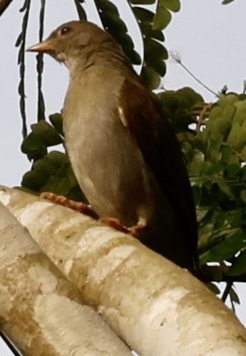iNaturalist image