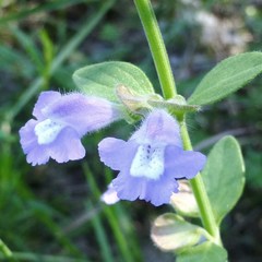 Scutellaria drummondii