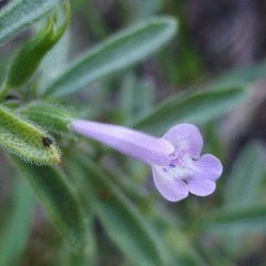 Hedeoma reverchonii