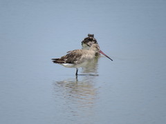 Limosa limosa melanuroides