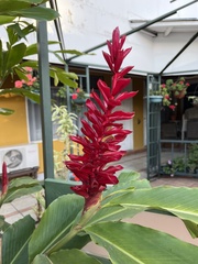 Alpinia purpurata image