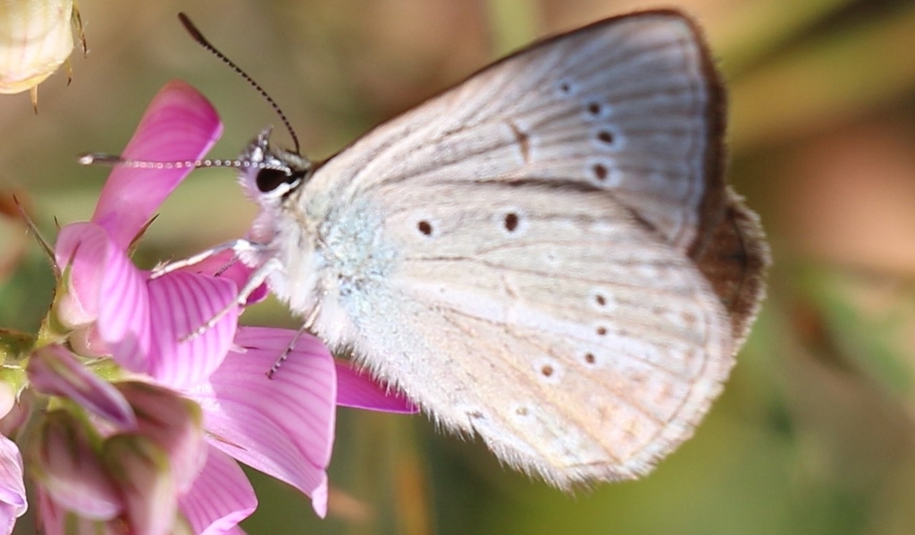 Polyommatus alcestis