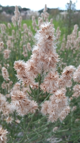 Baccharis spicata, photograph 6