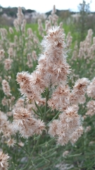 Baccharis spicata, photograph josefina Villarmarzo, CC BY, iNaturalist via GBIF