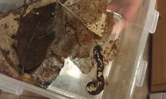 Ensatina eschscholtzii croceater