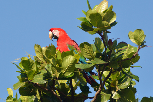Red-and-green Macaw