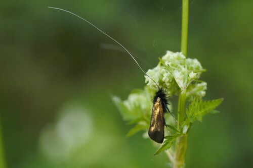 Adela reaumurella