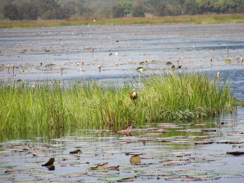 African Jacana