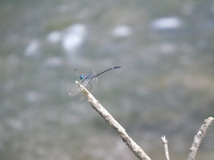 Micrathyria aequalis
