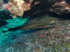 Aulostomus strigosus