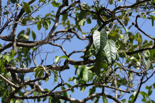 Diospyros sylvatica observed 2023-04-01