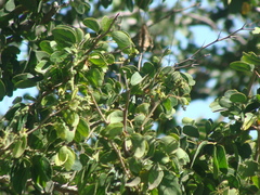 Pithecellobium insigne