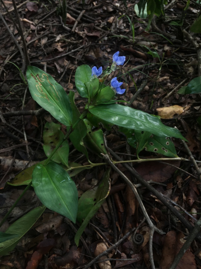Sugar's Dayflower