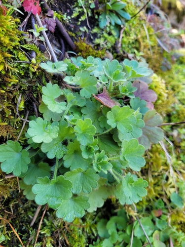 Meadow Saxifrage