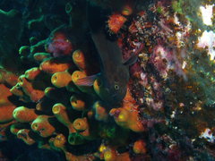 Ophioblennius atlanticus