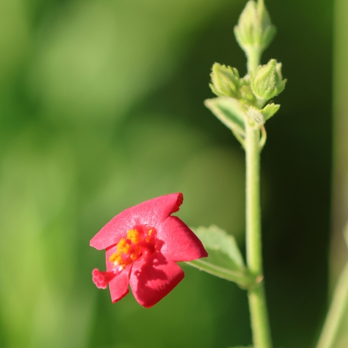 Hibiscus aponeurus