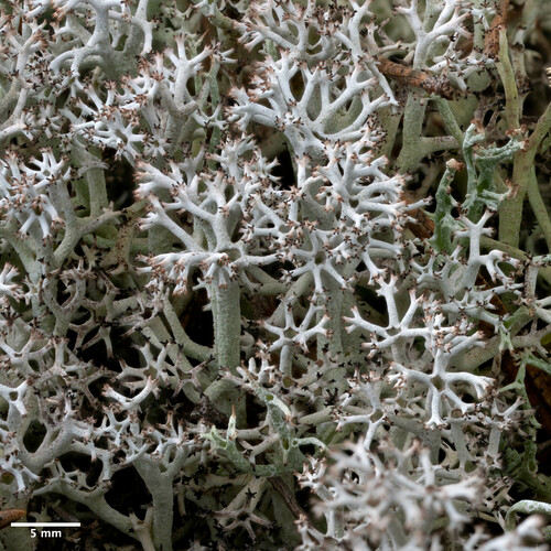 dutohlávka sobia (Cladonia rangiferina)