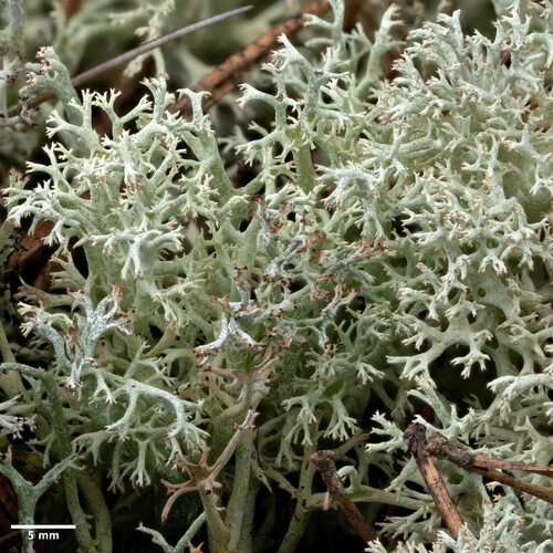 dutohlávka lesná (Cladonia arbuscula)