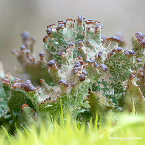 dutohlávka rožkatá (Cladonia cervicornis)