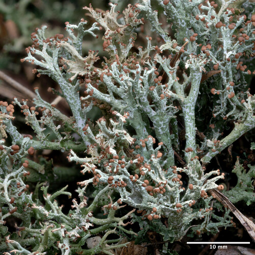 dutohlávka vidlicovitá (Cladonia furcata)