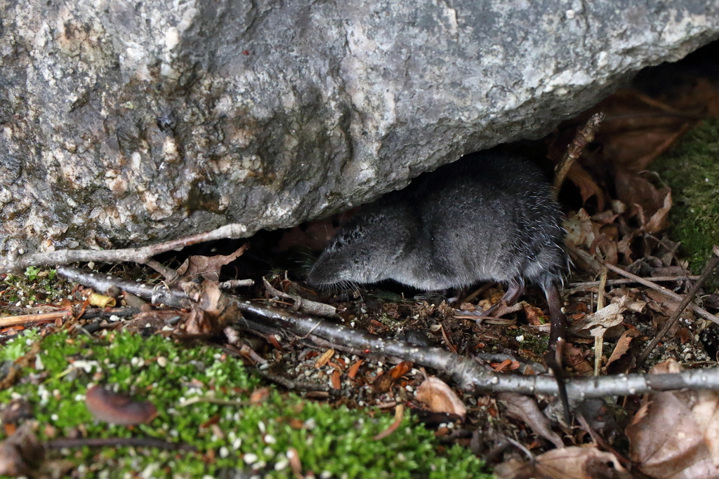 Japanese Water Shrew (Chimarrogale platycephala)