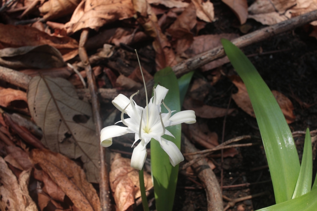 Pancratium venkaiahii