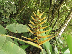 Heliconia librata