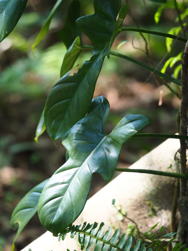 Philodendron bipennifolium — an easy houseplant, prefers partial sun light