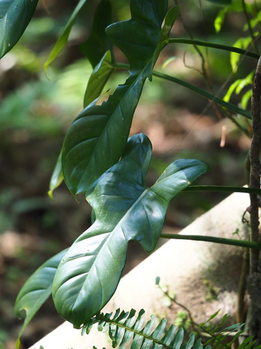 Philodendron bipennifolium — search result for 'Philodendron'