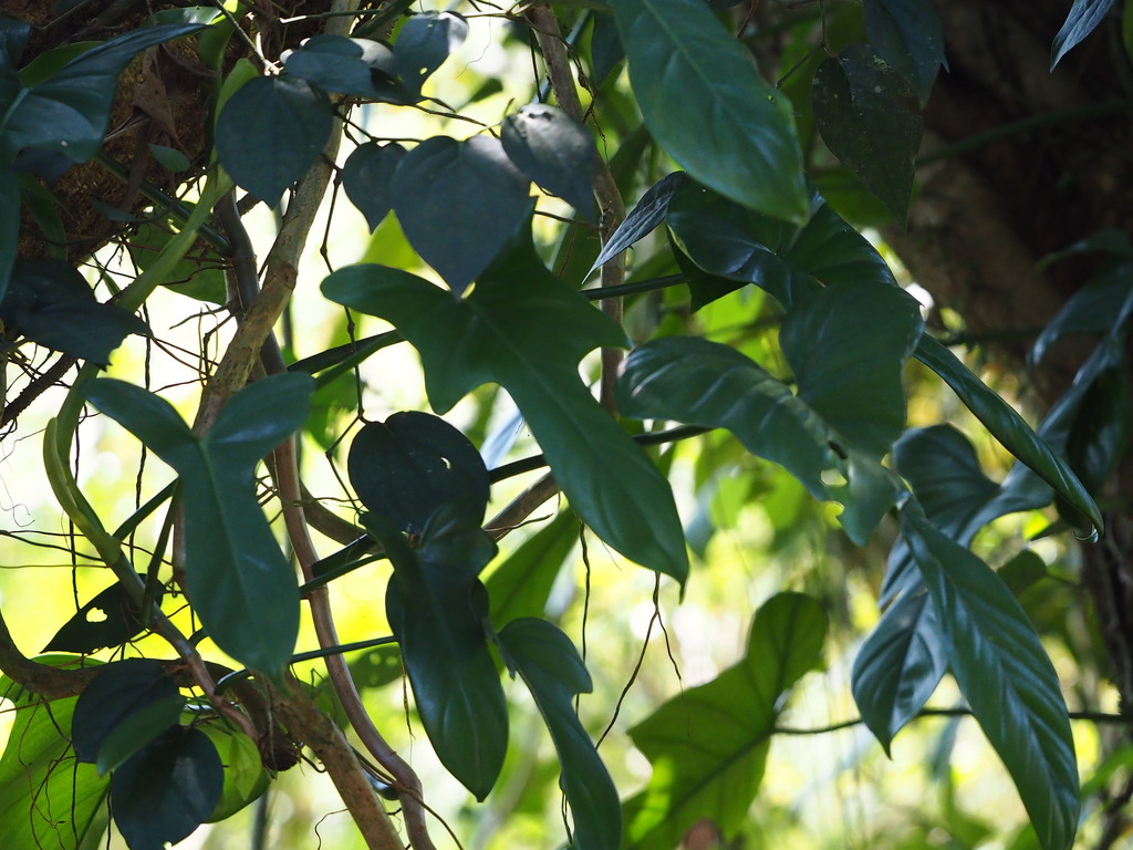 Philodendron bipennifolium; photograph author not stated, no rights reserved