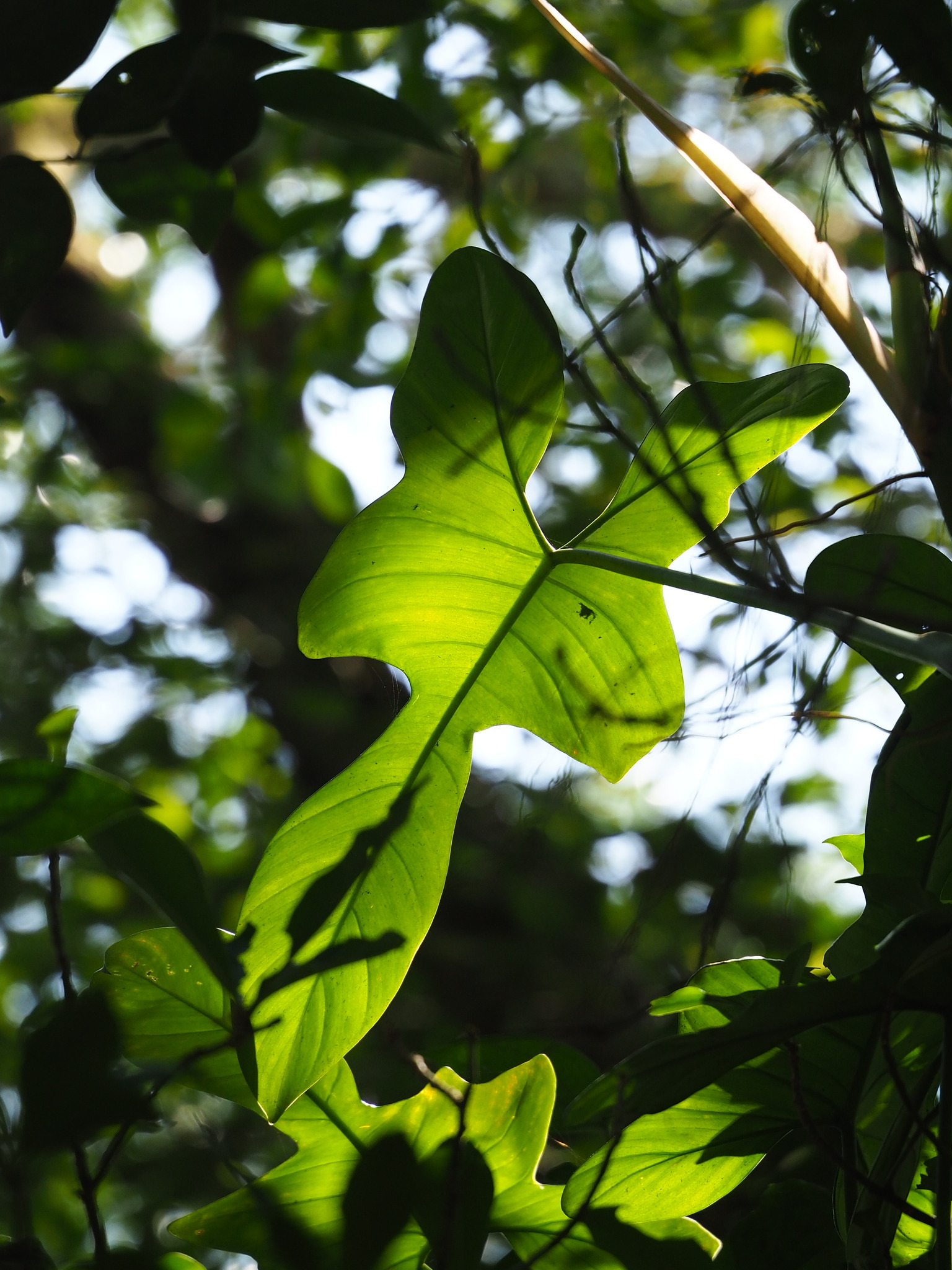 Imagem de Guanandi