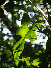 author not stated, no rights reserved Philodendron bipennifolium, photograph author not stated, no rights reserved