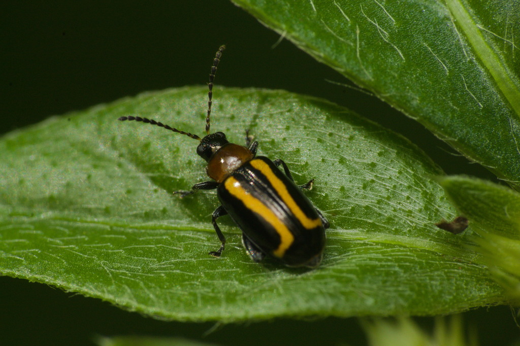 Systena nitentula