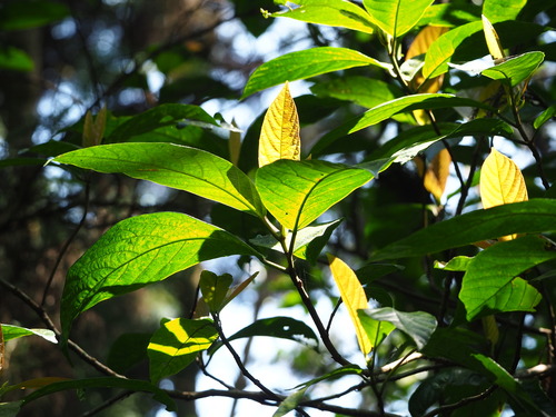 Ficus benguetensis (Ficus benguetensis)