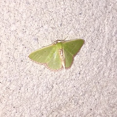 Synchlora ephippiaria