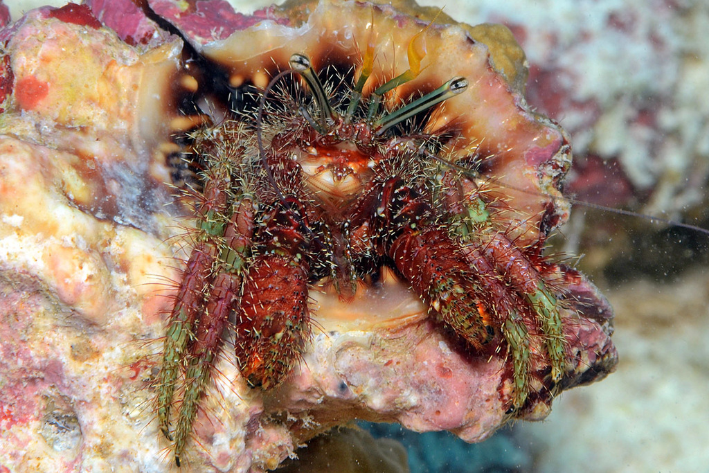 Reticulated Hermit Crab